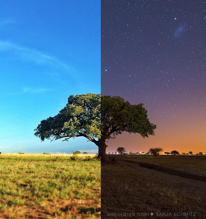 zebulaTree_composite